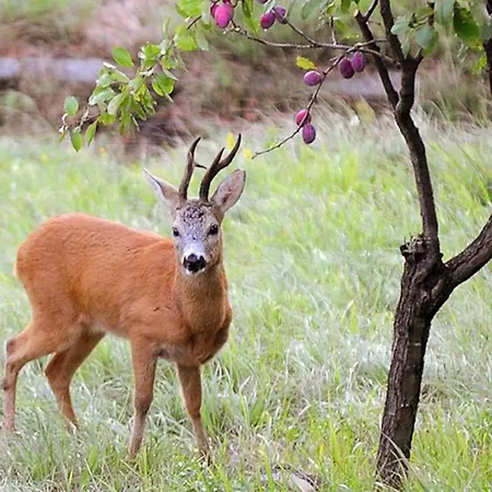 Il Poggio カントリーハウス